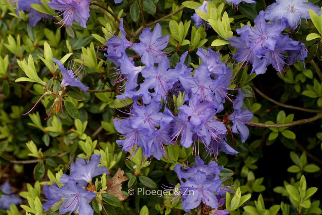 Rhododendron ‚Azurika‘