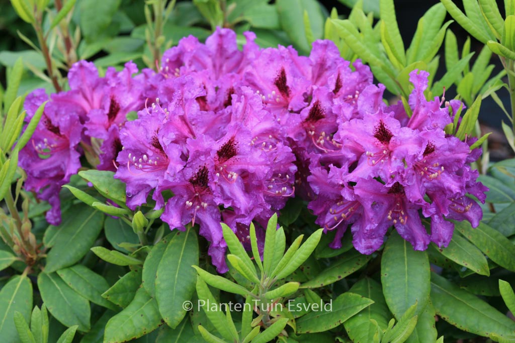 Rhododendron ‚Azurro‘