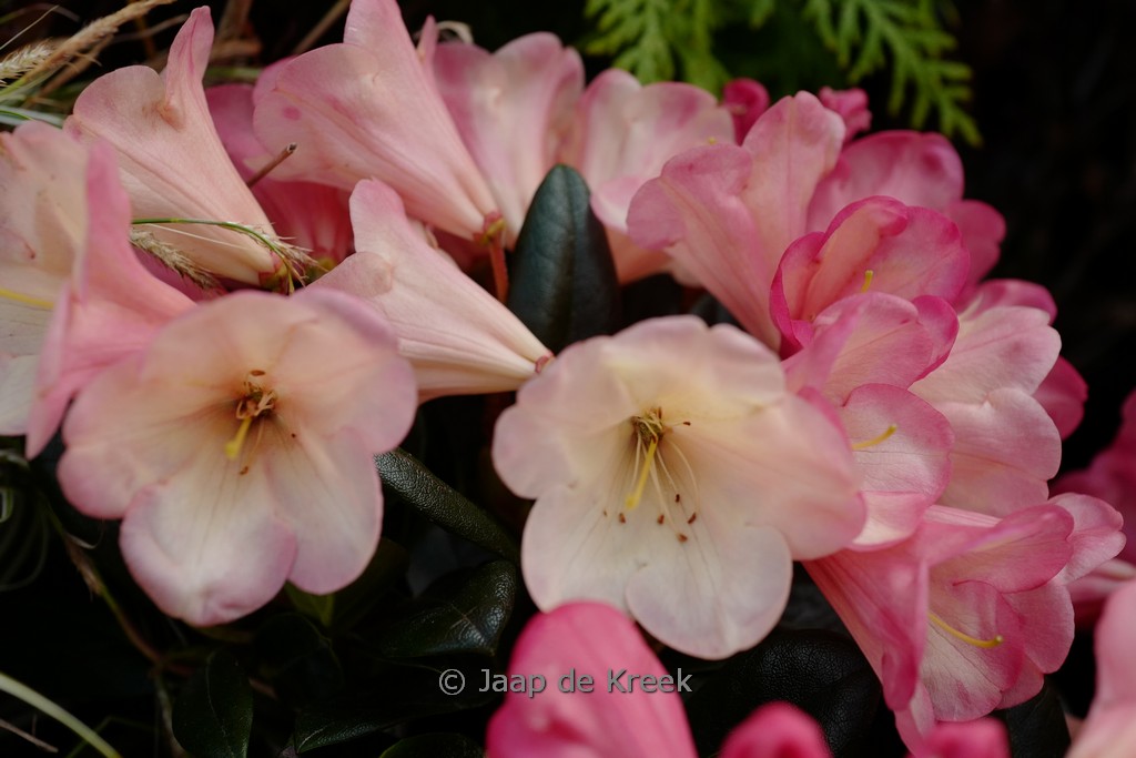 Rhododendron ‚Barbarella‘