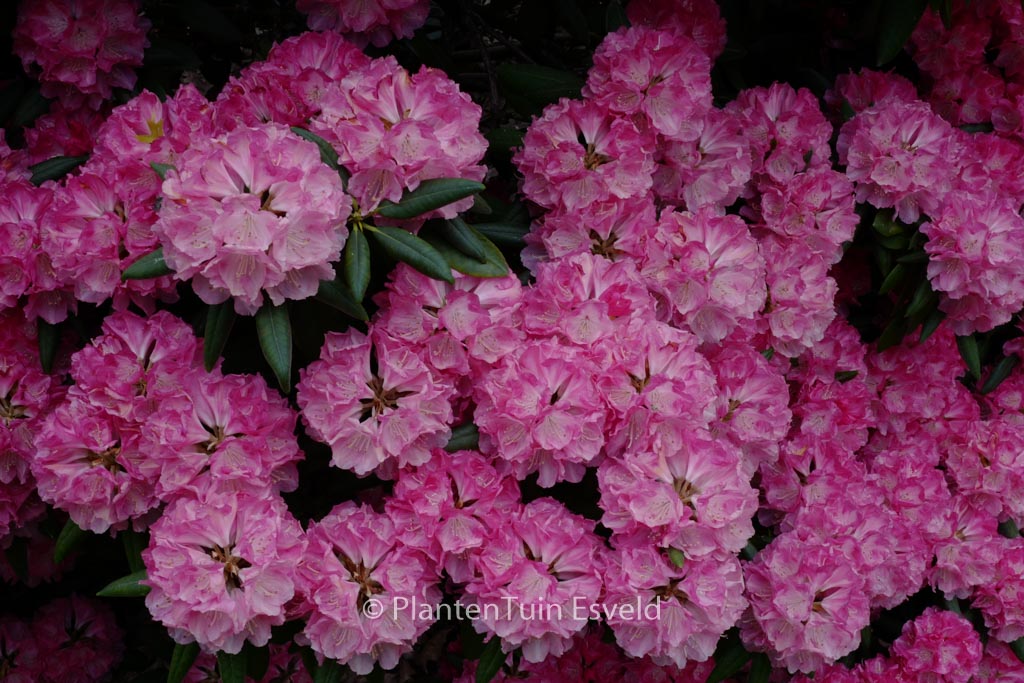 Rhododendron ‚Barmstedt‘