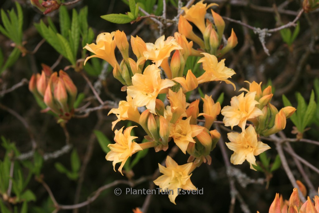 Rhododendron ‚Bartholo Lazzari‘ (Azalea)