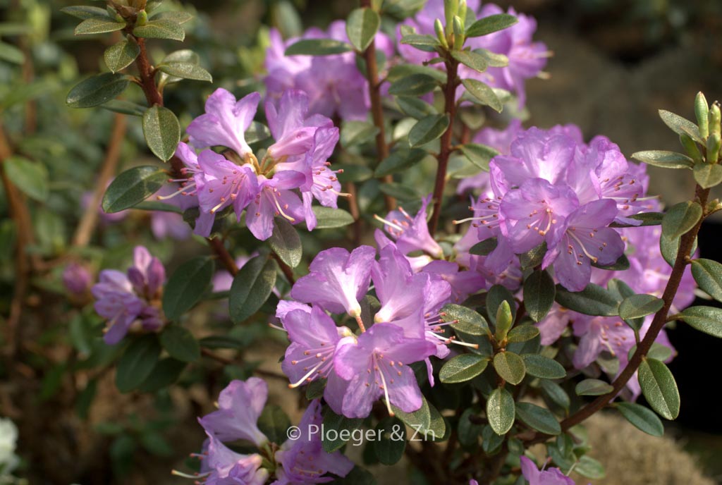Rhododendron ‚Barto Alpine‘