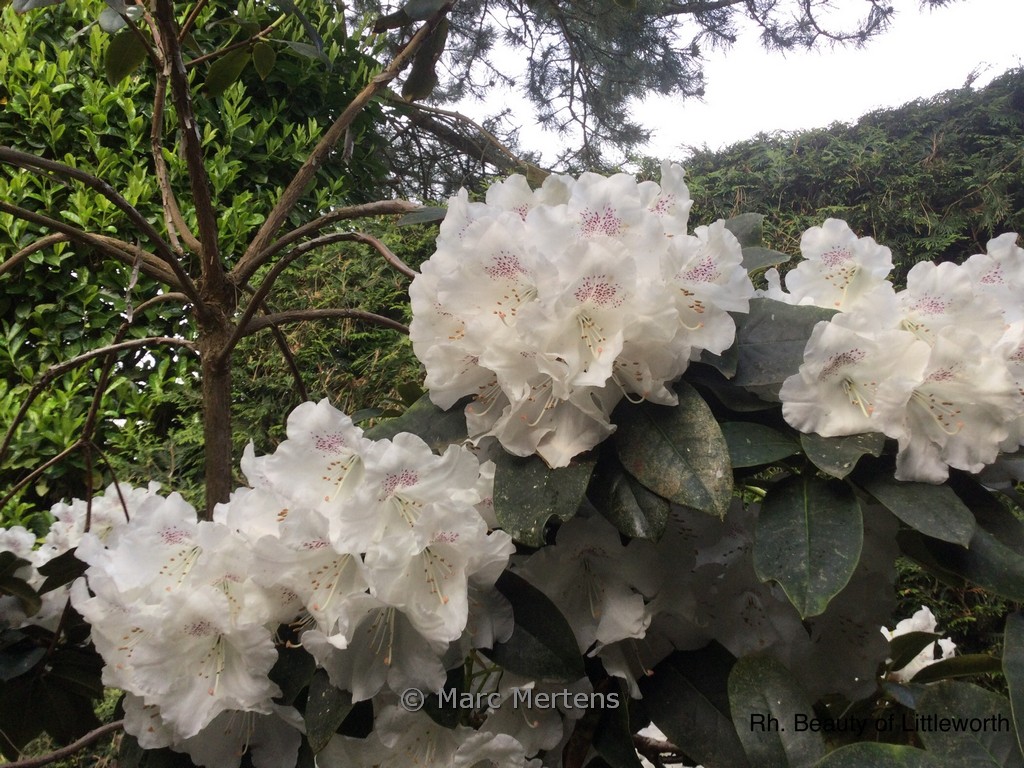 Rhododendron ‚Beauty of Littleworth‘