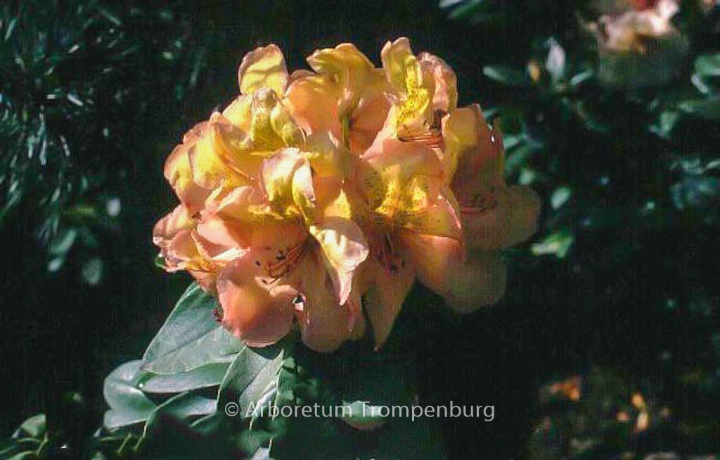Rhododendron ‚Belkanto‘