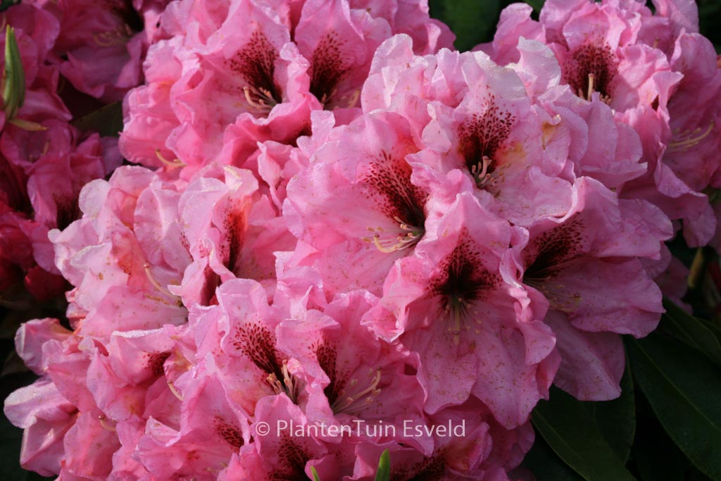 Rhododendron ‚Ben Moseley‘