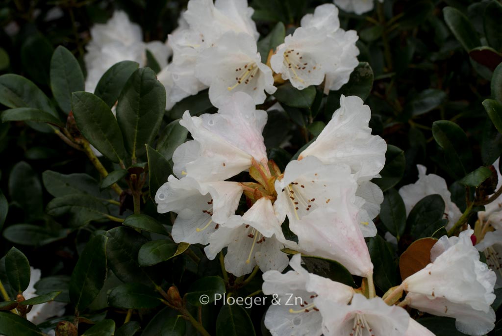 Rhododendron ‚Berg’s Queen Bee‘
