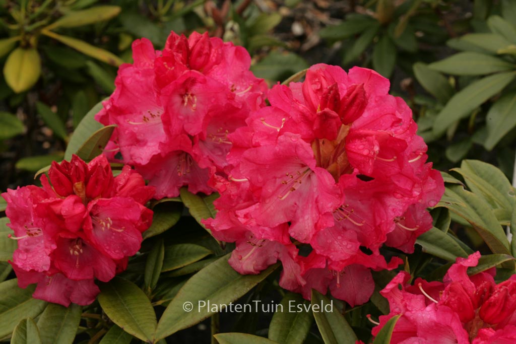 Rhododendron ‚Berliner Liebe‘