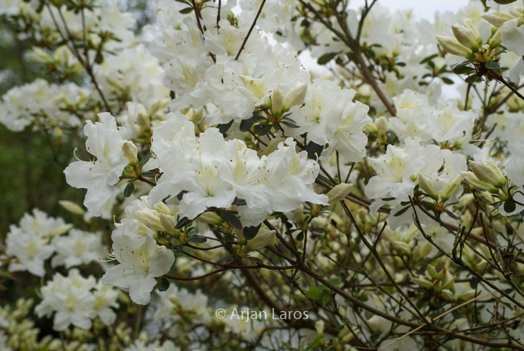 Rhododendron ‚Bernina‘ (Azalea)