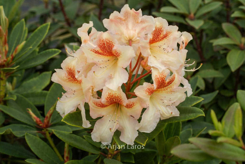 Rhododendron ‚Bernstein‘