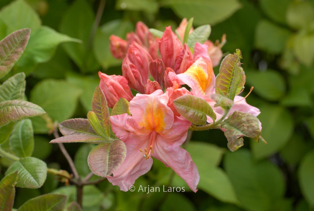 Rhododendron ‚Berryrose‘ (Azalea)
