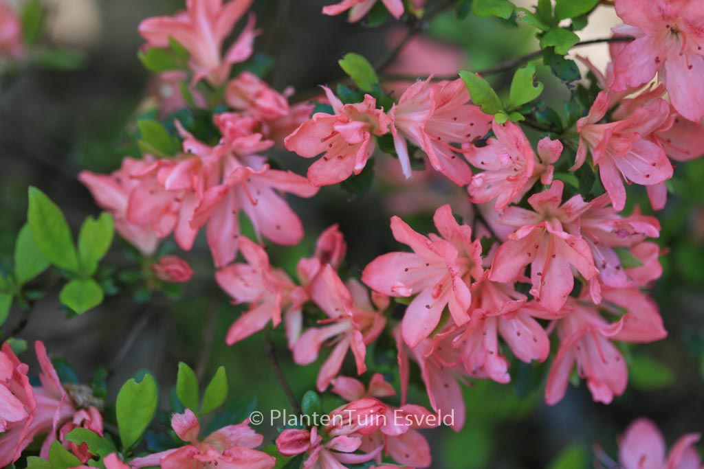 Rhododendron ‚Blaauw’s Pink‘ (Azalea)