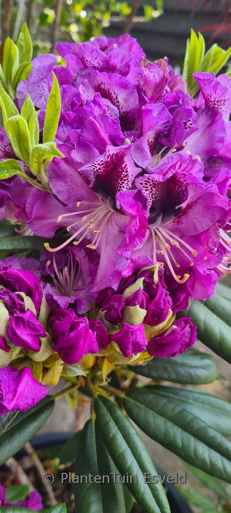 Rhododendron ‚Blaue Jungs‘