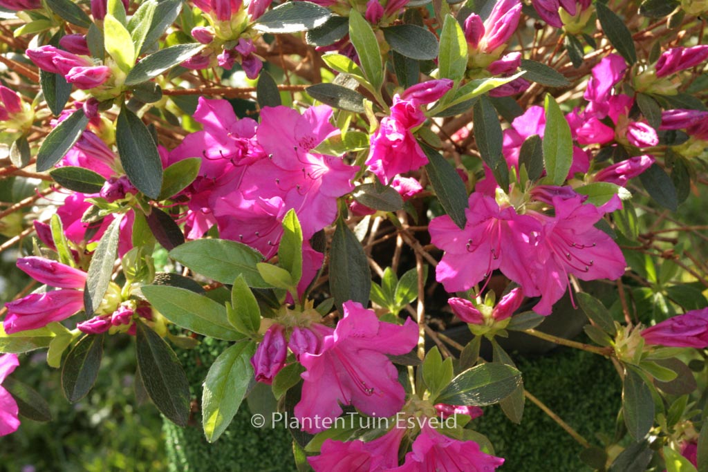 Rhododendron ‚Blue Danube‘ (Azalea)