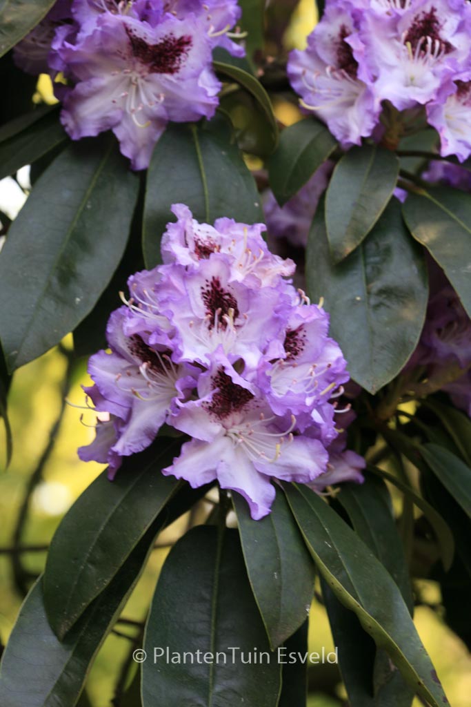 Rhododendron ‚Blue Peter‘