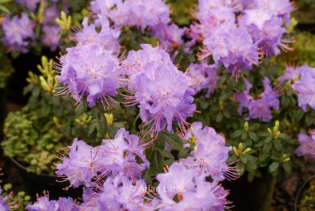 Rhododendron ‚Blue Stone‘