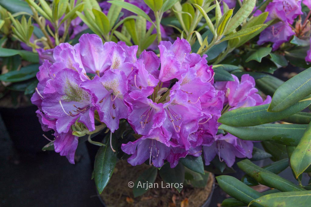 Rhododendron ‚Bohlken’s Lupinenberg‘
