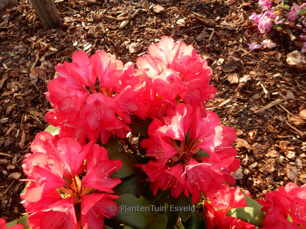 Rhododendron ‚Bohlken’s Roter Stern‘