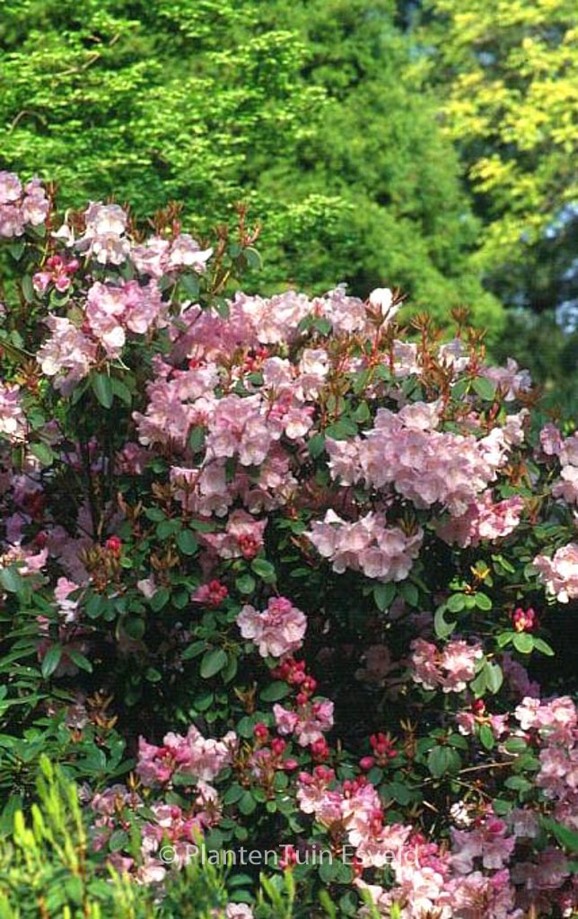Rhododendron ‚Bow Bells‘