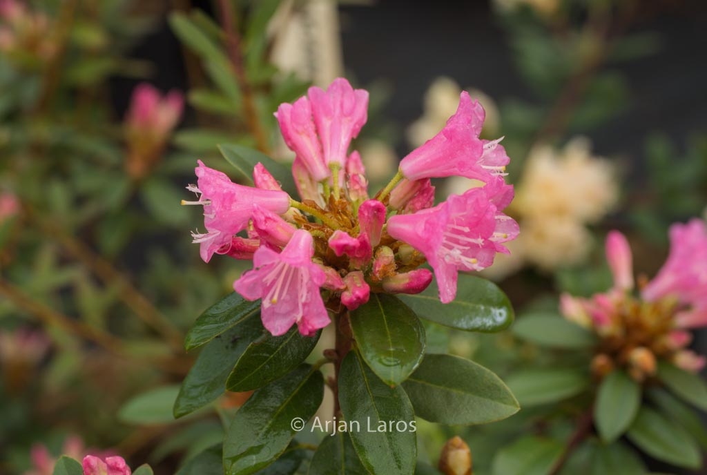 Rhododendron ‚Brambling‘