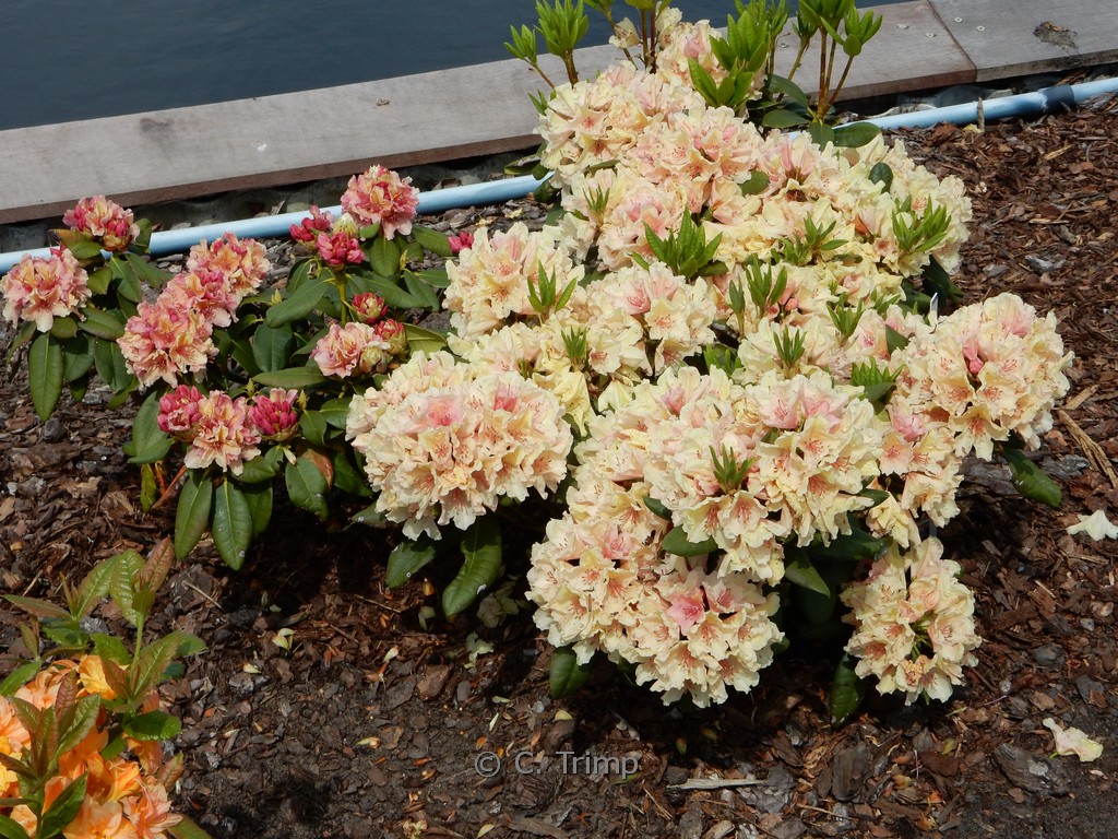 Rhododendron ‚Brasilia‘