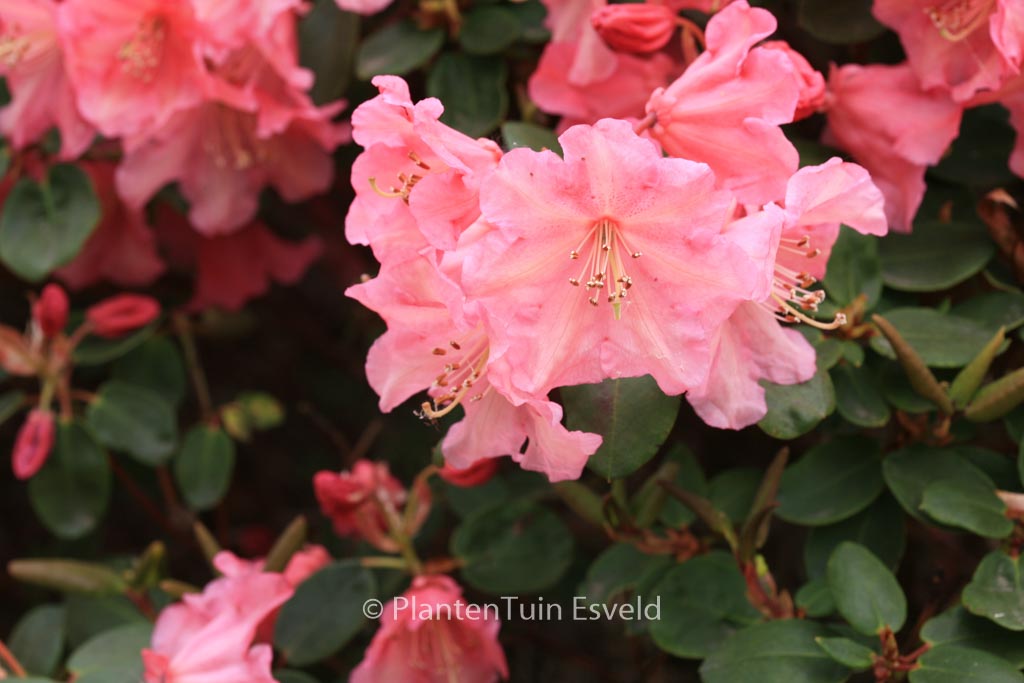 Rhododendron ‚Brickdust‘