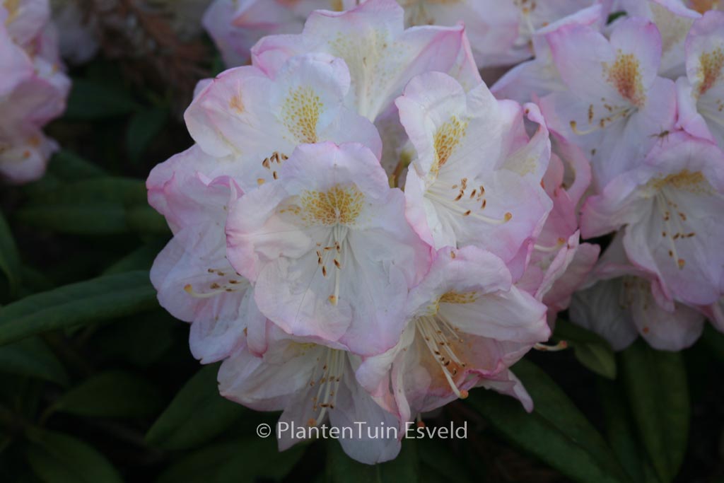Rhododendron ‚Brigitte‘