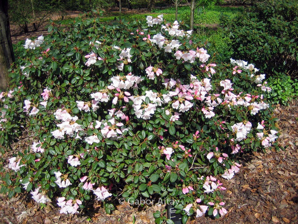 Rhododendron ‚Brocade‘