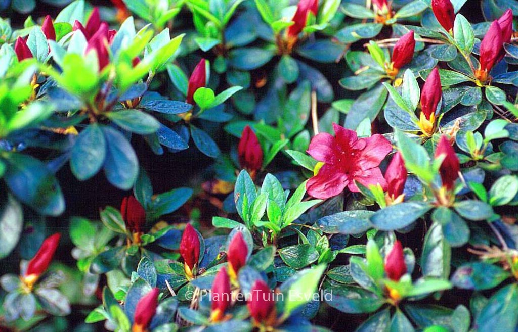 Rhododendron ‚Buccaneer‘ (Azalea)