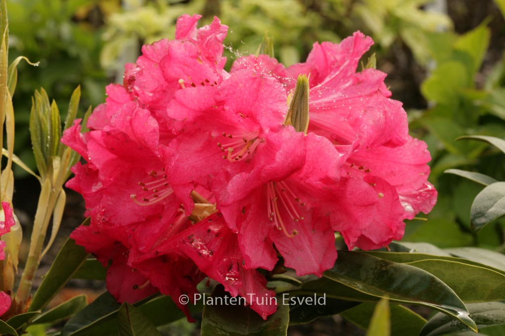 Rhododendron ‚C.B. van Nes‘
