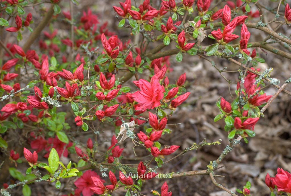 Rhododendron ‚Campfire‘ (Azalea)