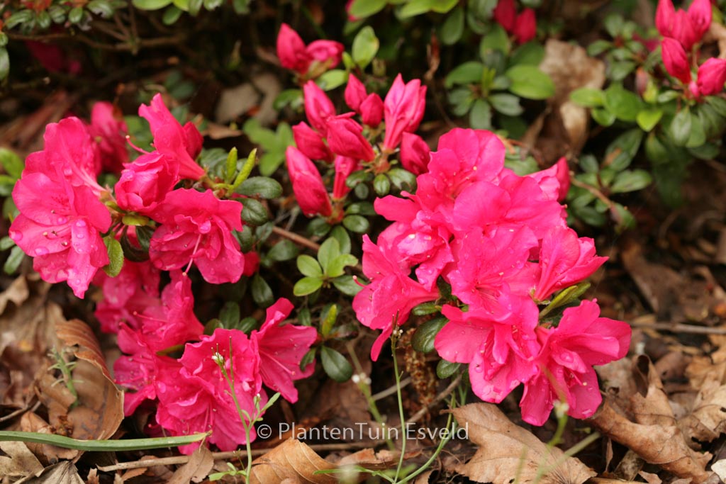 Rhododendron ‚Canzonetta‘ (Azalea)