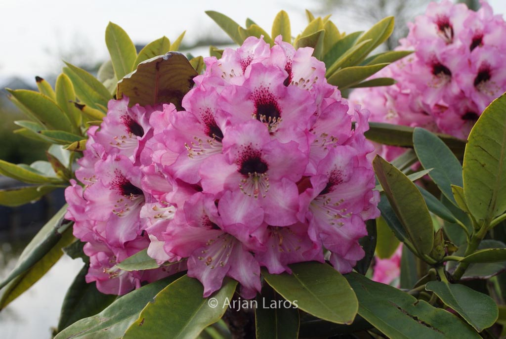 Rhododendron ‚Caramba‘