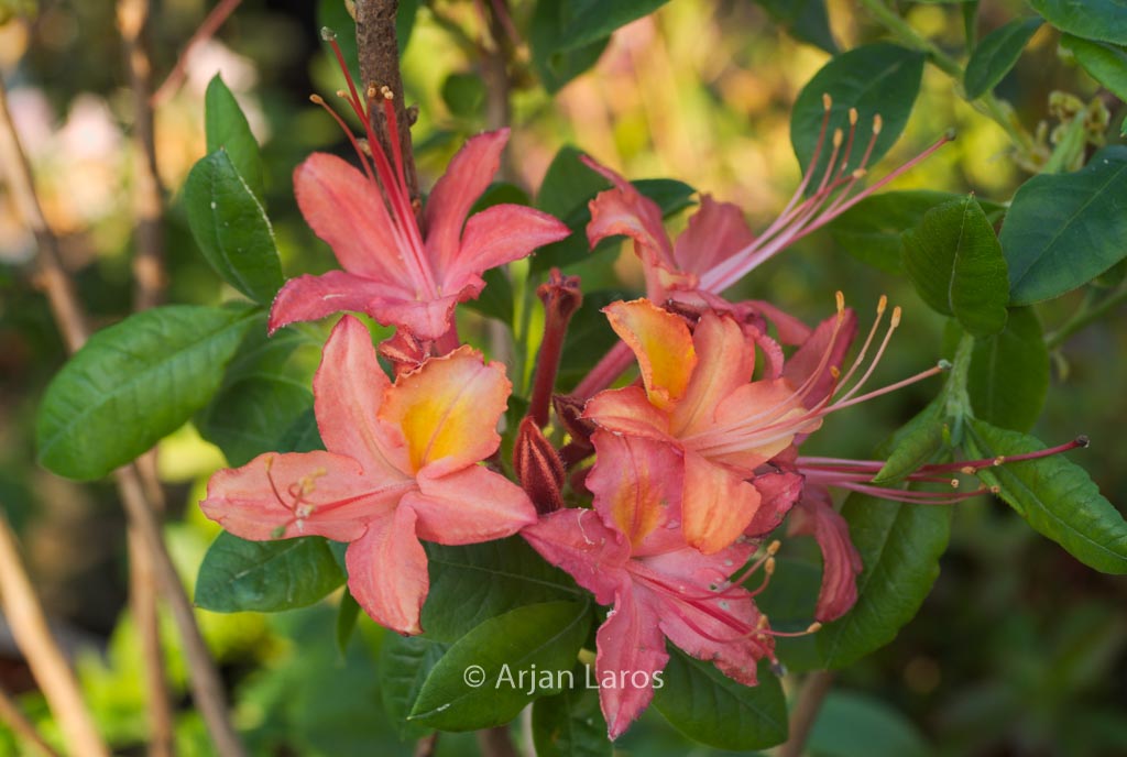 Rhododendron ‚Cardinal‘ (Azalea)
