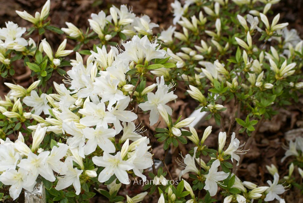 Rhododendron ‚Cascade‘ (Azalea)