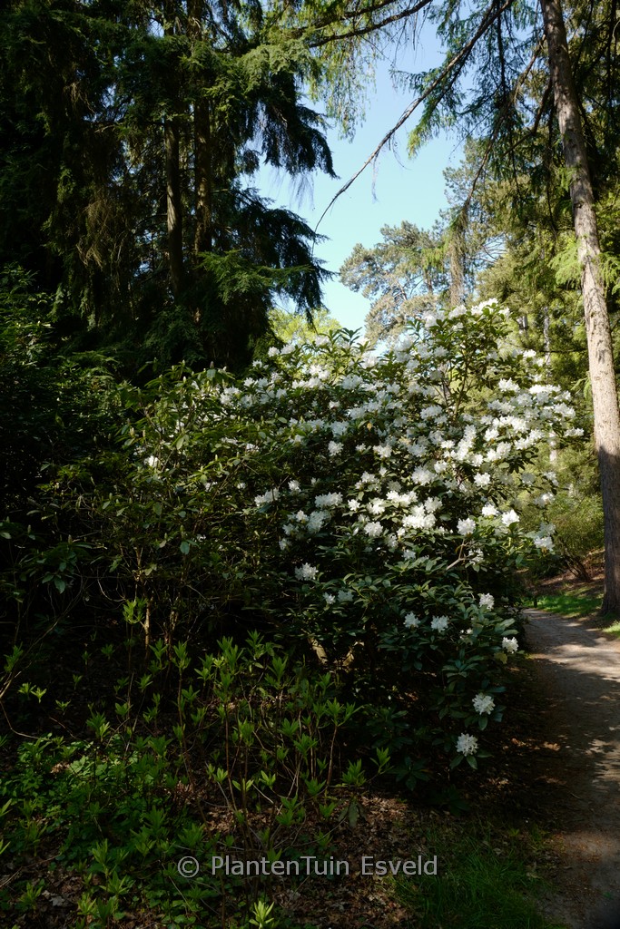 Rhododendron ‚Catawbiense Album‘