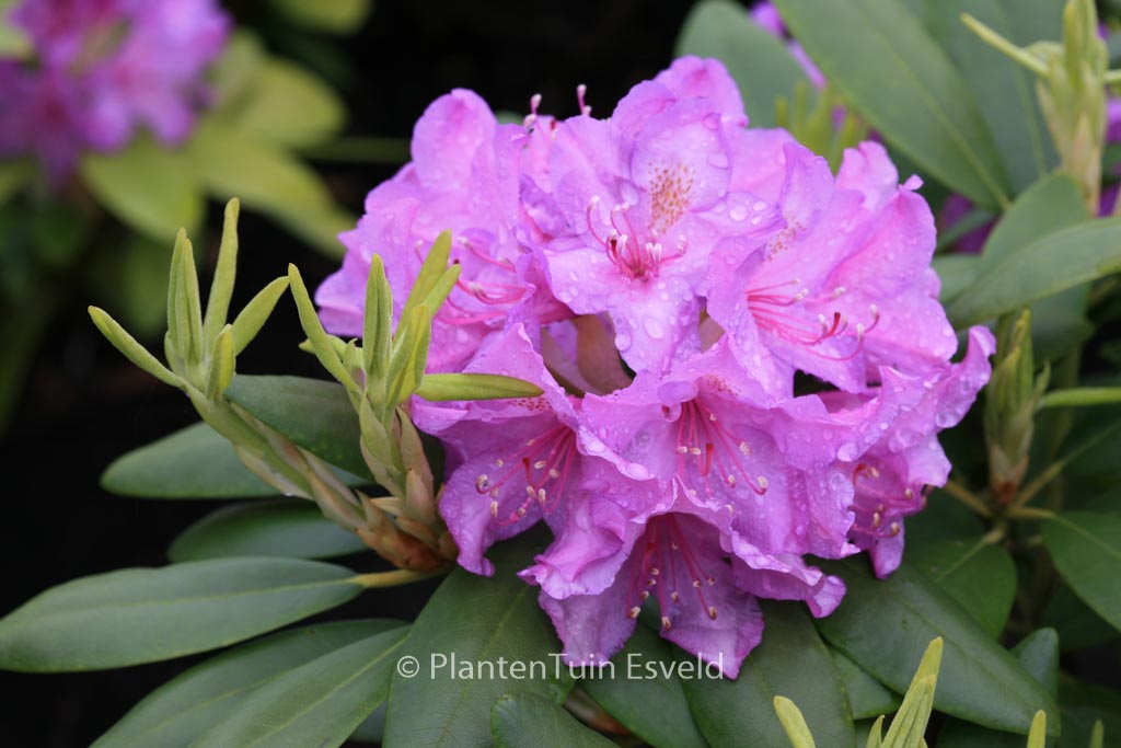 Rhododendron ‚Catawbiense Grandiflorum‘
