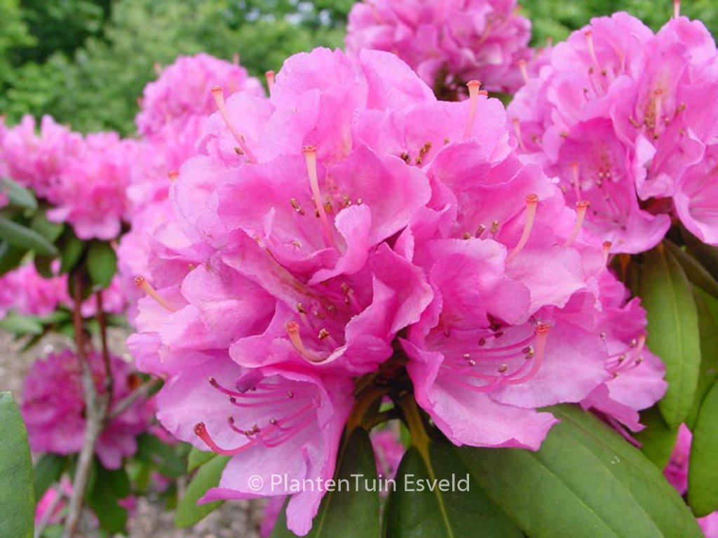 Rhododendron ‚Catharine van Tol‘
