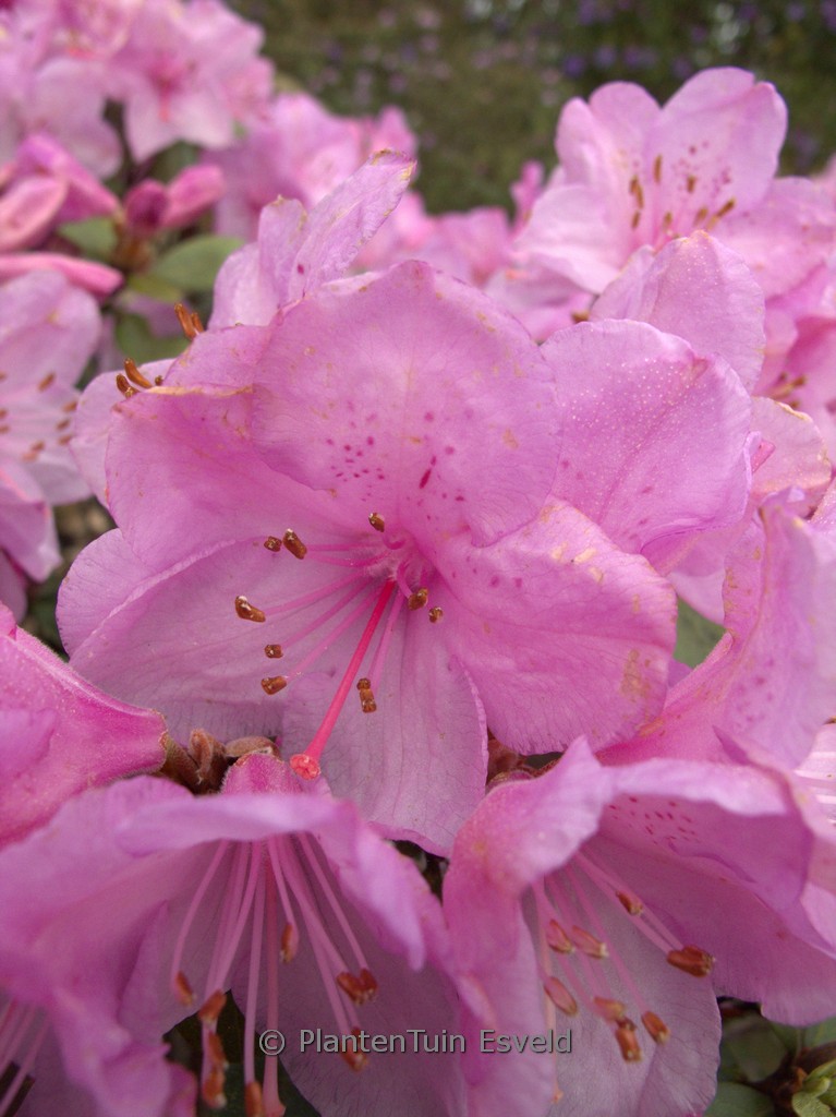 Rhododendron ‚Charme La‘