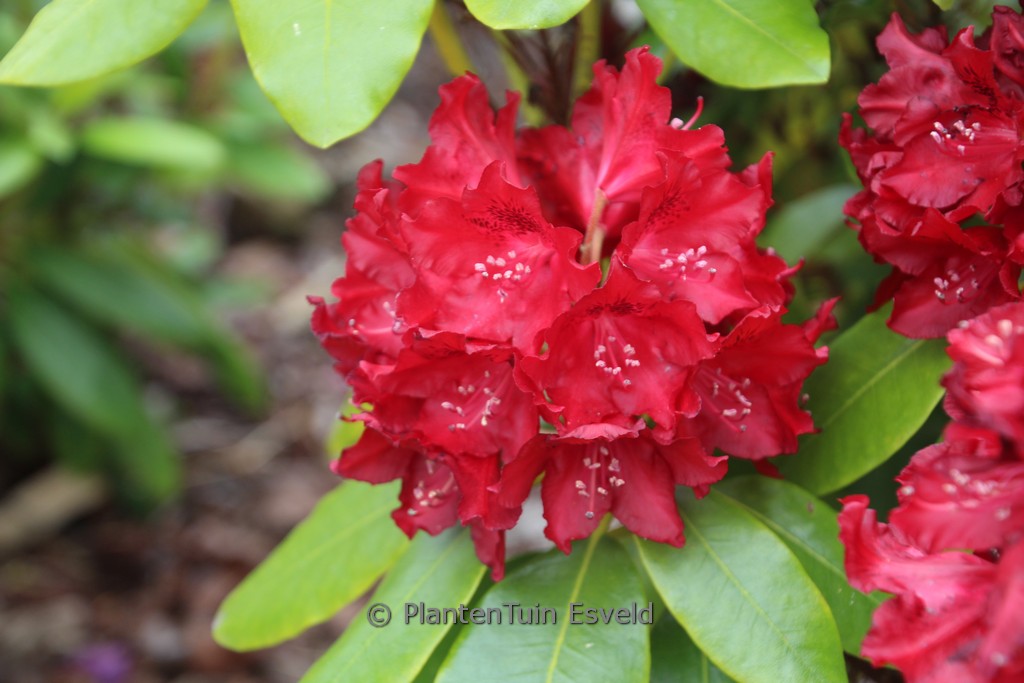 Rhododendron ‚Cherry Kiss‘