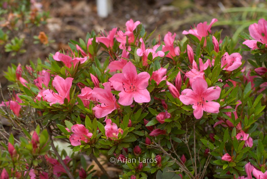 Rhododendron ‚Chinzan‘ (Azalea)