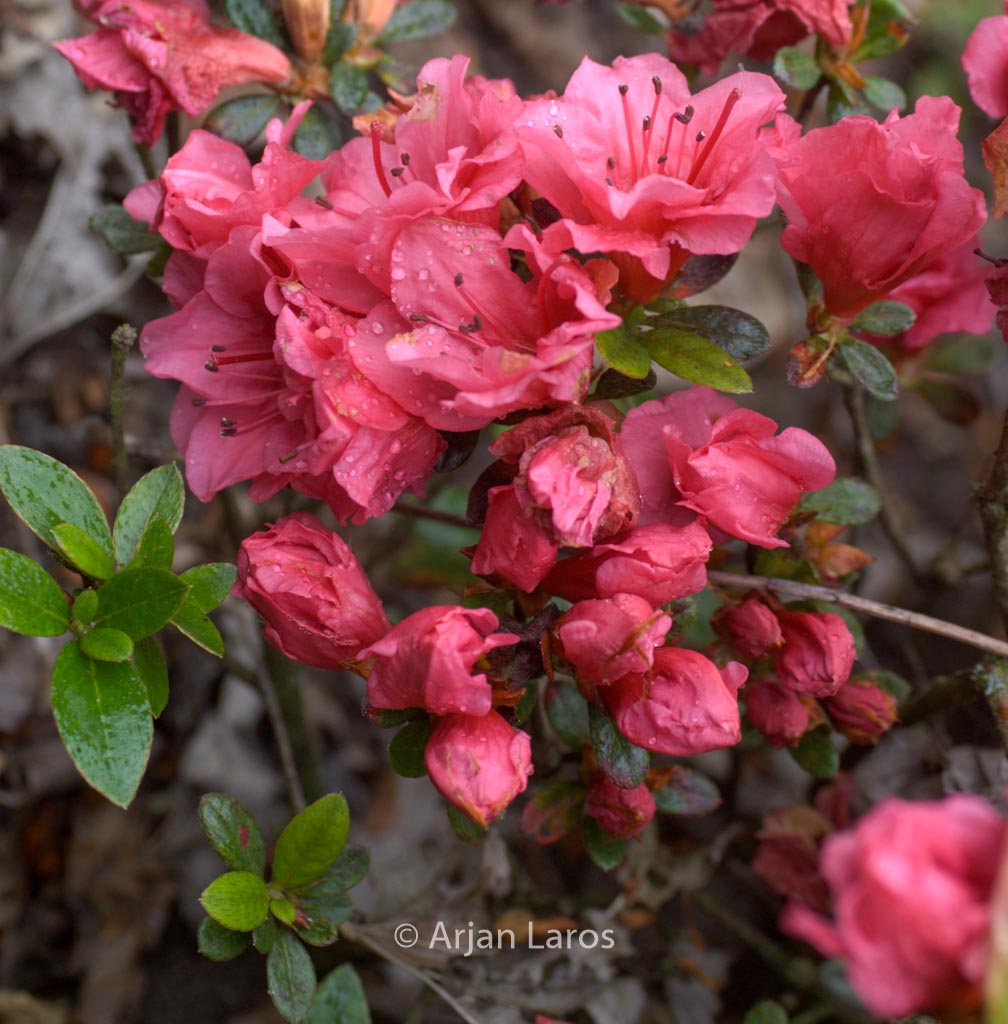 Rhododendron ‚Chipmunk‘ (Azalea)