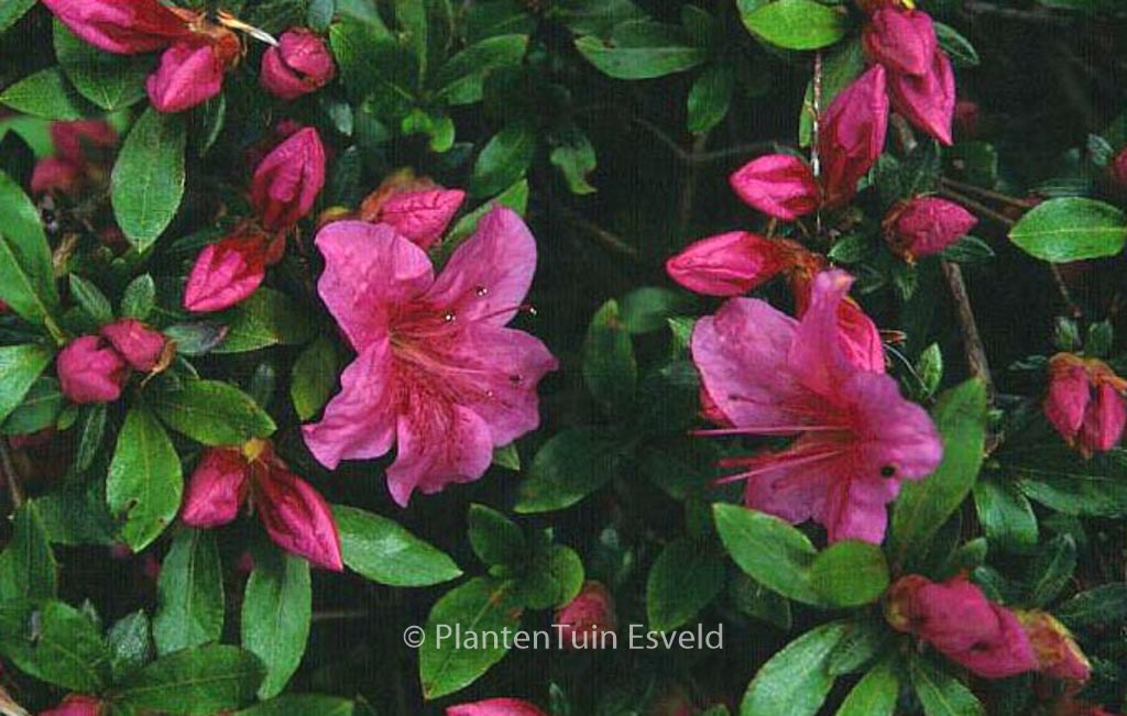 Rhododendron ‚Chippewa‘ (Azalea)