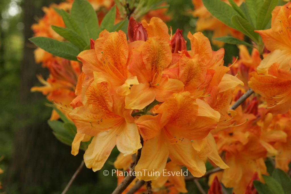 Rhododendron ‚Christopher Wren‘ (Azalea)