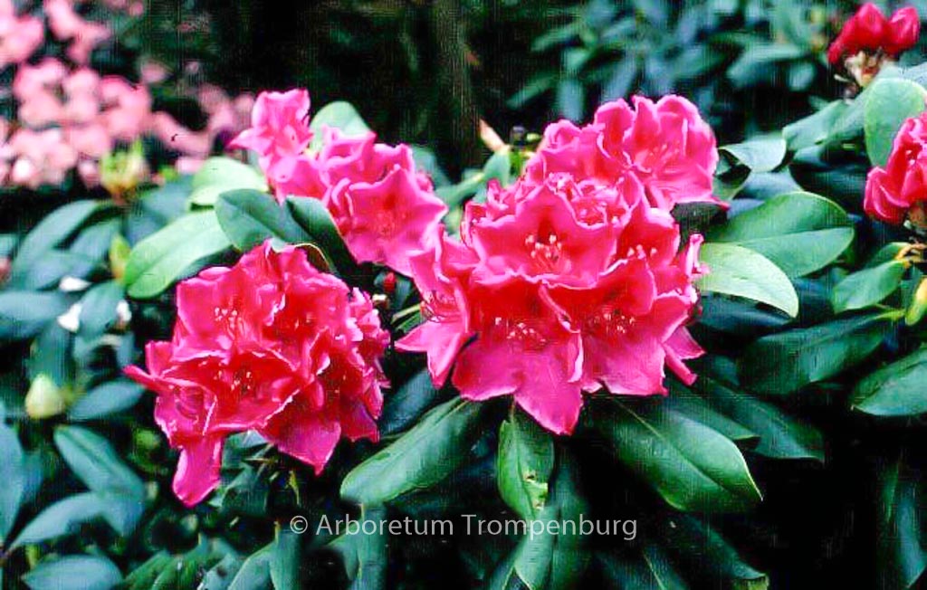 Rhododendron ‚Claudine‘