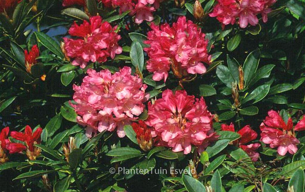 Rhododendron ‚Clivia‘