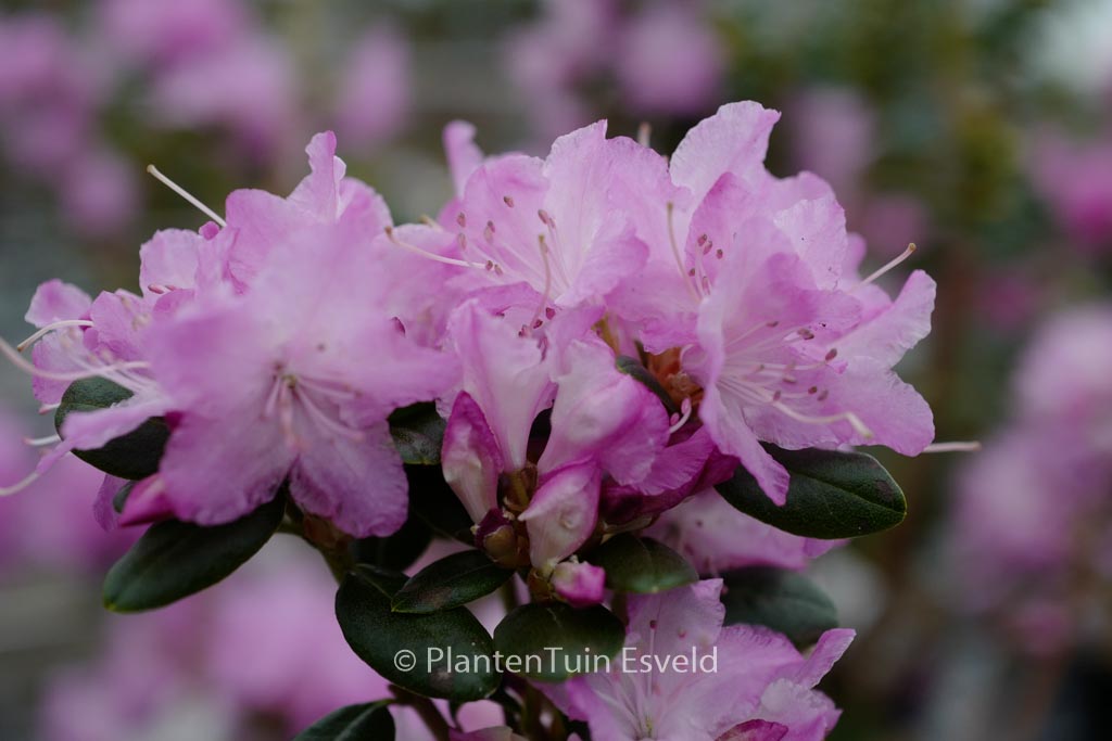 Rhododendron ‚Conewago‘