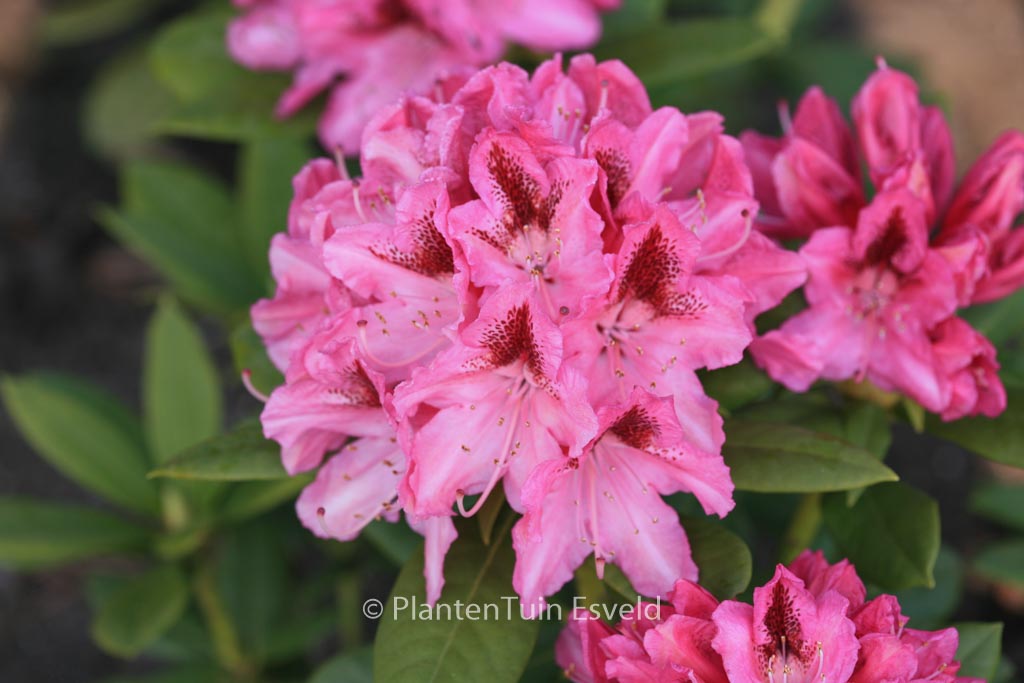 Rhododendron ‚Cosmopolitan‘