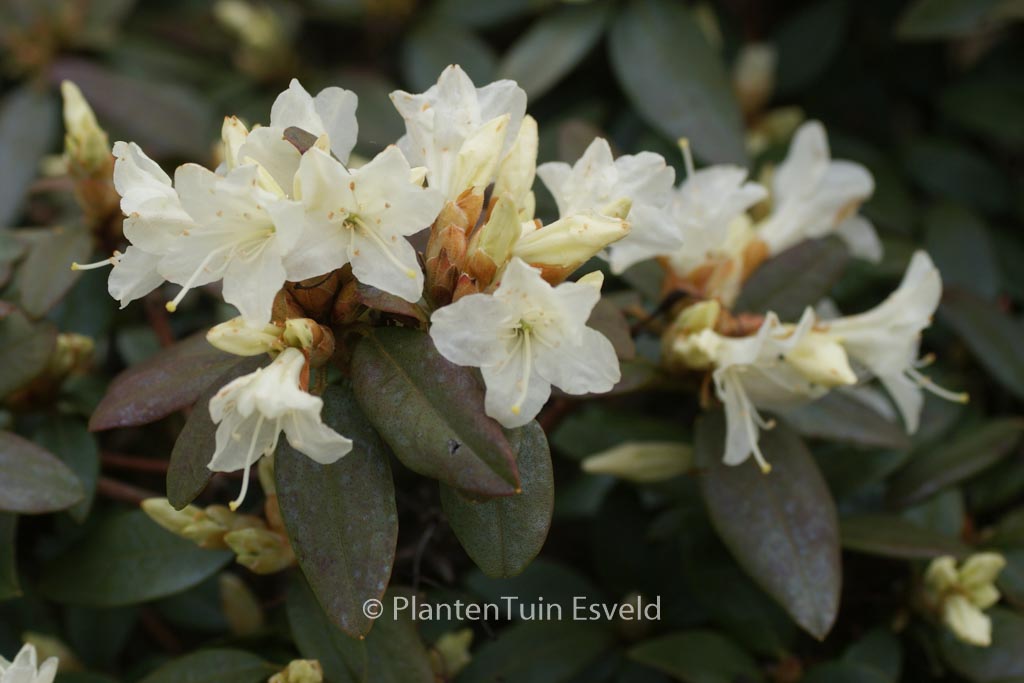 Rhododendron ‚Crane‘