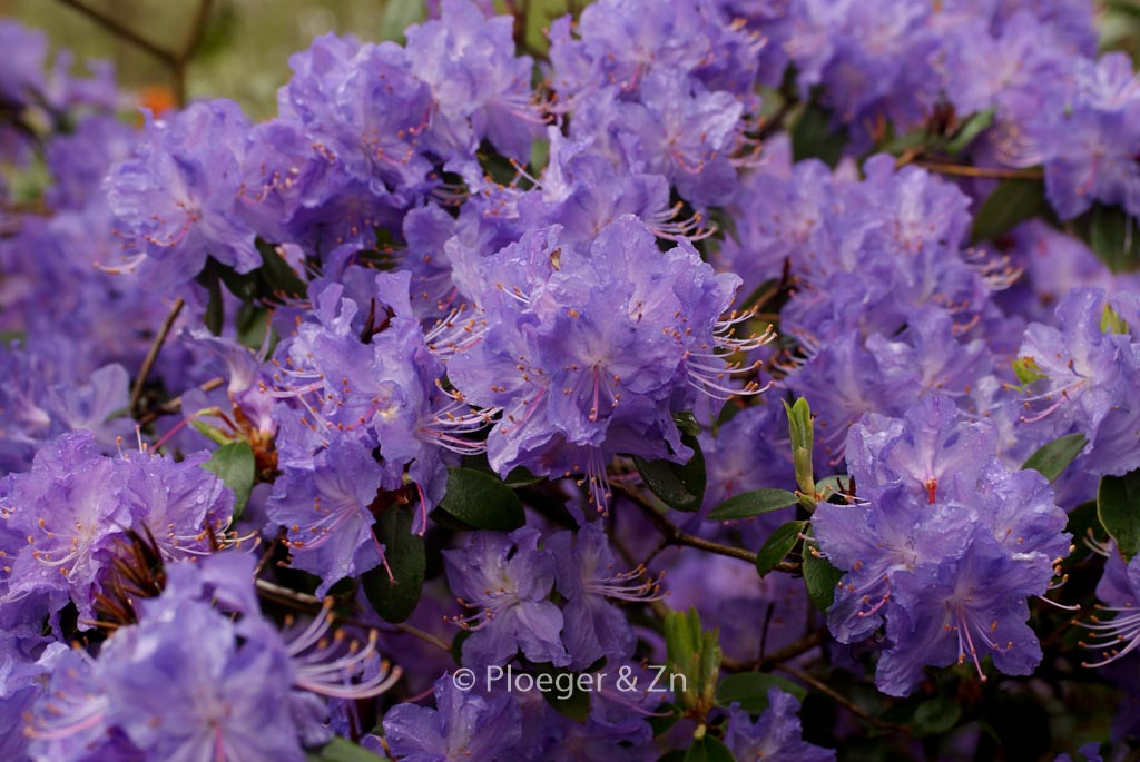 Rhododendron ‚Crater Lake‘