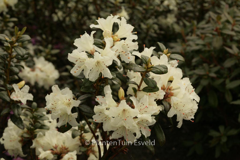 Rhododendron ‚Cream Crest‘
